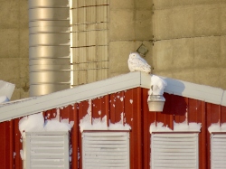 Snowy Owl
